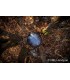 VIBE HANDPAN D Celtic Minor 8